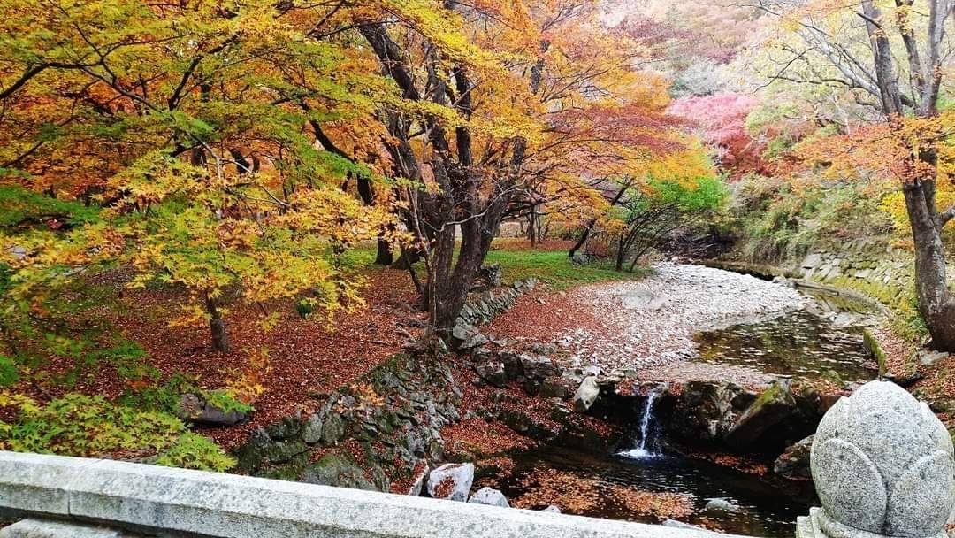 星程旅遊獨家優惠｜日本、韓國、泰國  - 活動門票/套票/一天團 (團號:NJD-01) (10月&11月份) 東內藏山 最新楓葉公園 一天團 12