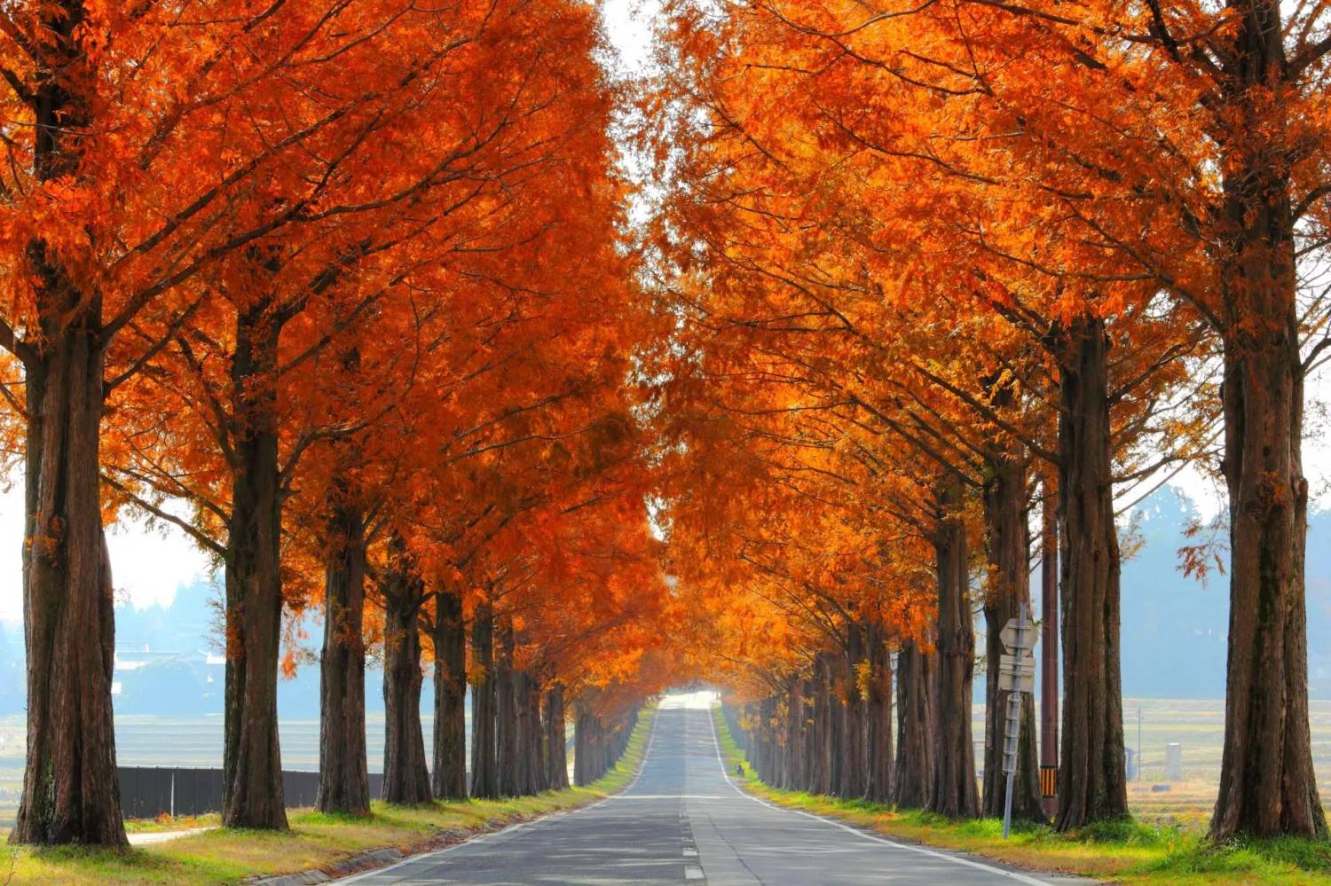 星程旅遊獨家優惠|日本、韓國、泰國 - 活動門票/套票/一天團 琵琶湖紅葉一天遊-(雞足寺+滋賀水杉林大道+黒壁廣場)(KNS-01A)名古屋出發 4