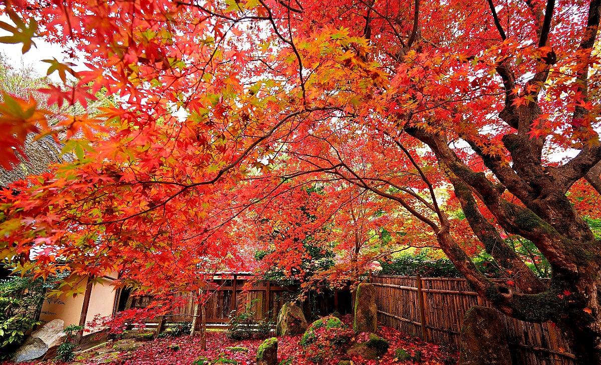 星程旅遊獨家優惠｜日本、韓國、泰國  - 活動門票/套票/一天團 琵琶湖紅葉名所秘境一天遊【牧野町杉木道 ▎長濱市雞足寺   】(KOB-01A) 大阪出發 3