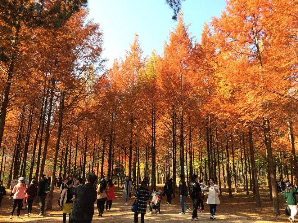 星程旅遊獨家優惠｜日本、韓國、泰國  - 活動門票/套票/一天團 (團號:NC-01) 春川三岳山湖水纜車,南怡島紅葉 一天團 2