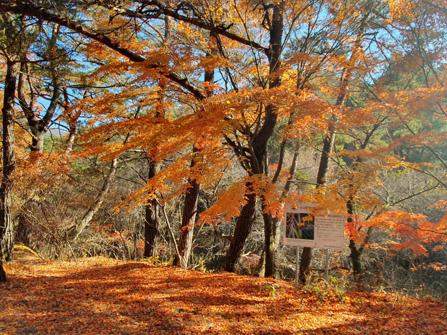 星程旅遊獨家優惠｜日本、韓國、泰國  - 活動門票/套票/一天團 (團號:MT-01) (10月&11月份) 追楓葉銀杏韓劇美景拍攝地健行 一天團 4