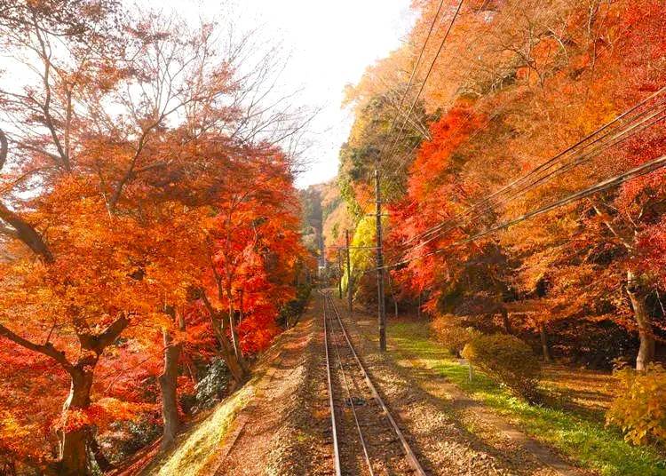 星程旅遊獨家優惠|日本、韓國、泰國 - 活動門票/套票/一天團 東京紅葉一天團【紅葉名所-高尾山 ▎奥多摩湖~ 麥山浮橋 】(KTM-01A) 3