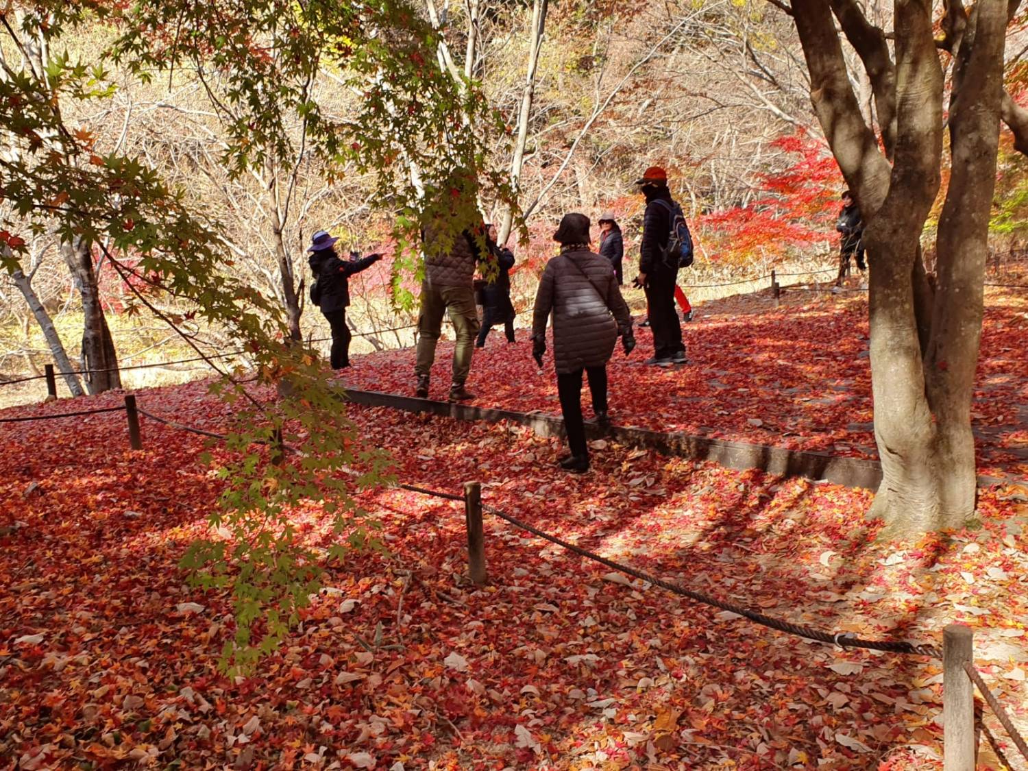 星程旅遊獨家優惠｜日本、韓國、泰國  - 活動門票/套票/一天團 (團號:MT-01) (10月&11月份) 追楓葉銀杏韓劇美景拍攝地健行 一天團 15