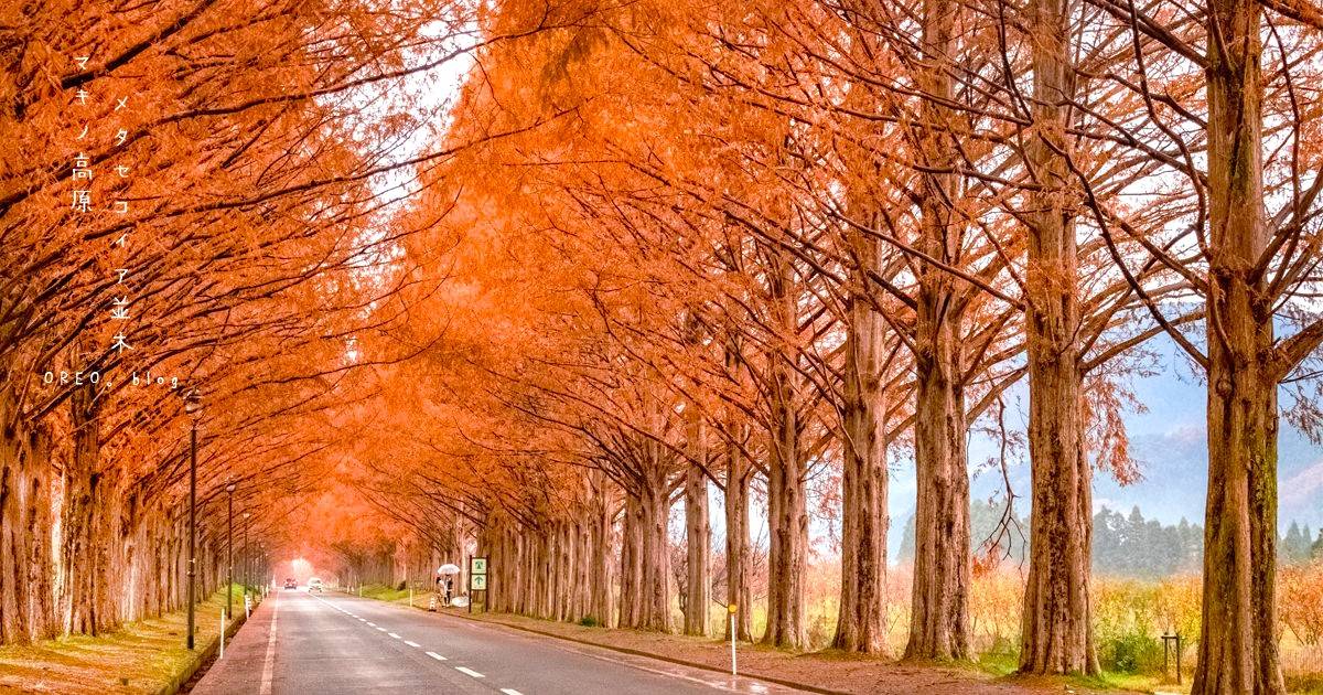 星程旅遊獨家優惠｜日本、韓國、泰國  - 活動門票/套票/一天團 琵琶湖紅葉名所秘境一天遊【牧野町杉木道 ▎長濱市雞足寺   】(KOB-01A) 大阪出發 4