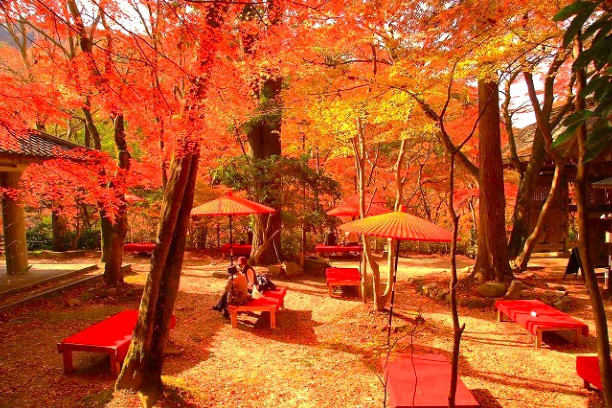 星程旅遊獨家優惠｜日本、韓國、泰國  - 活動門票/套票/一天團 有馬紅葉名所一天團【勝尾寺- ▎箕面紅葉公園 ▎瑞寶寺公園】(KOA-01A) 大阪出發 4