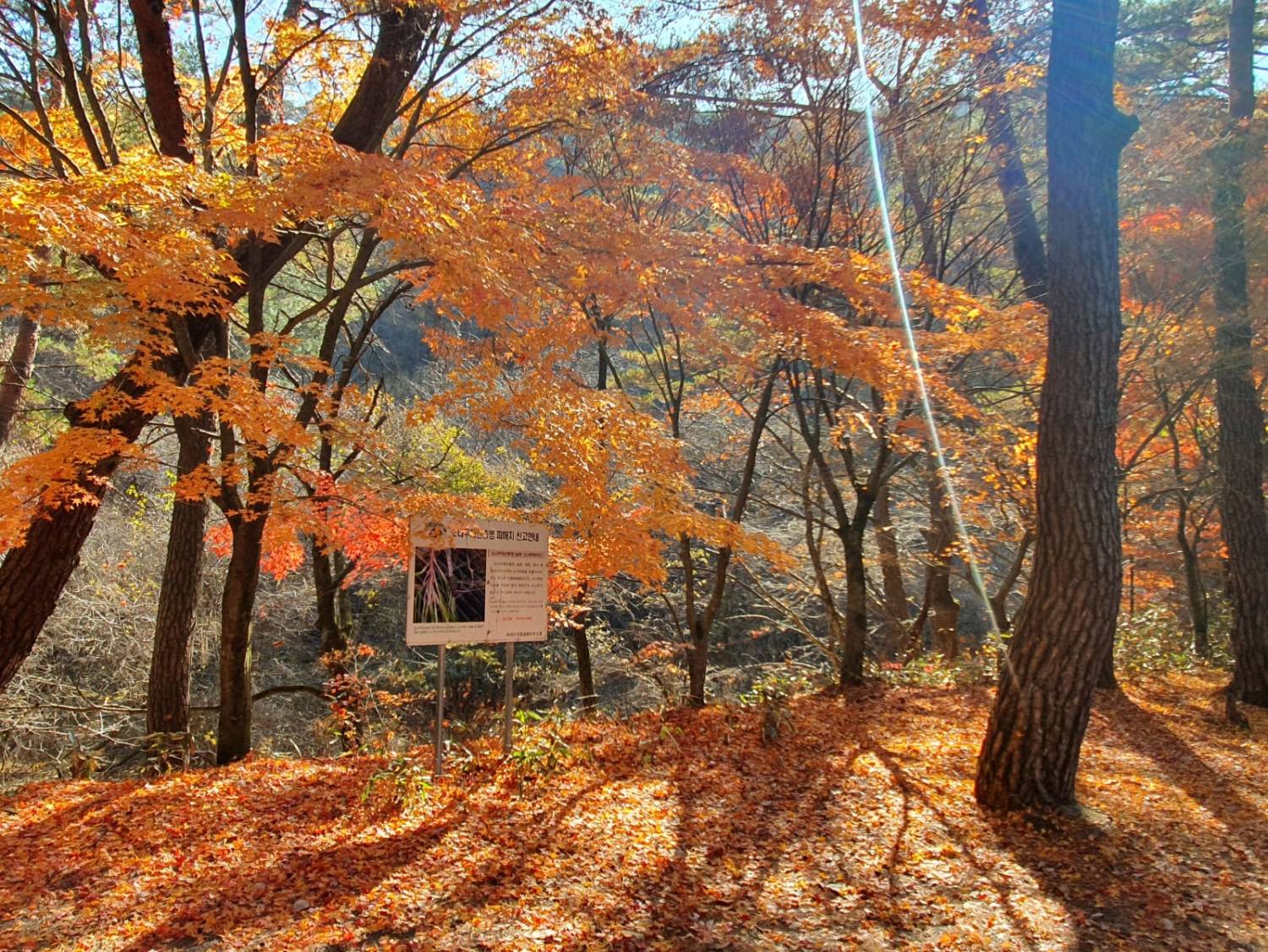 星程旅遊獨家優惠｜日本、韓國、泰國  - 活動門票/套票/一天團 (團號:MT-01) (10月&11月份) 追楓葉銀杏韓劇美景拍攝地健行 一天團 21