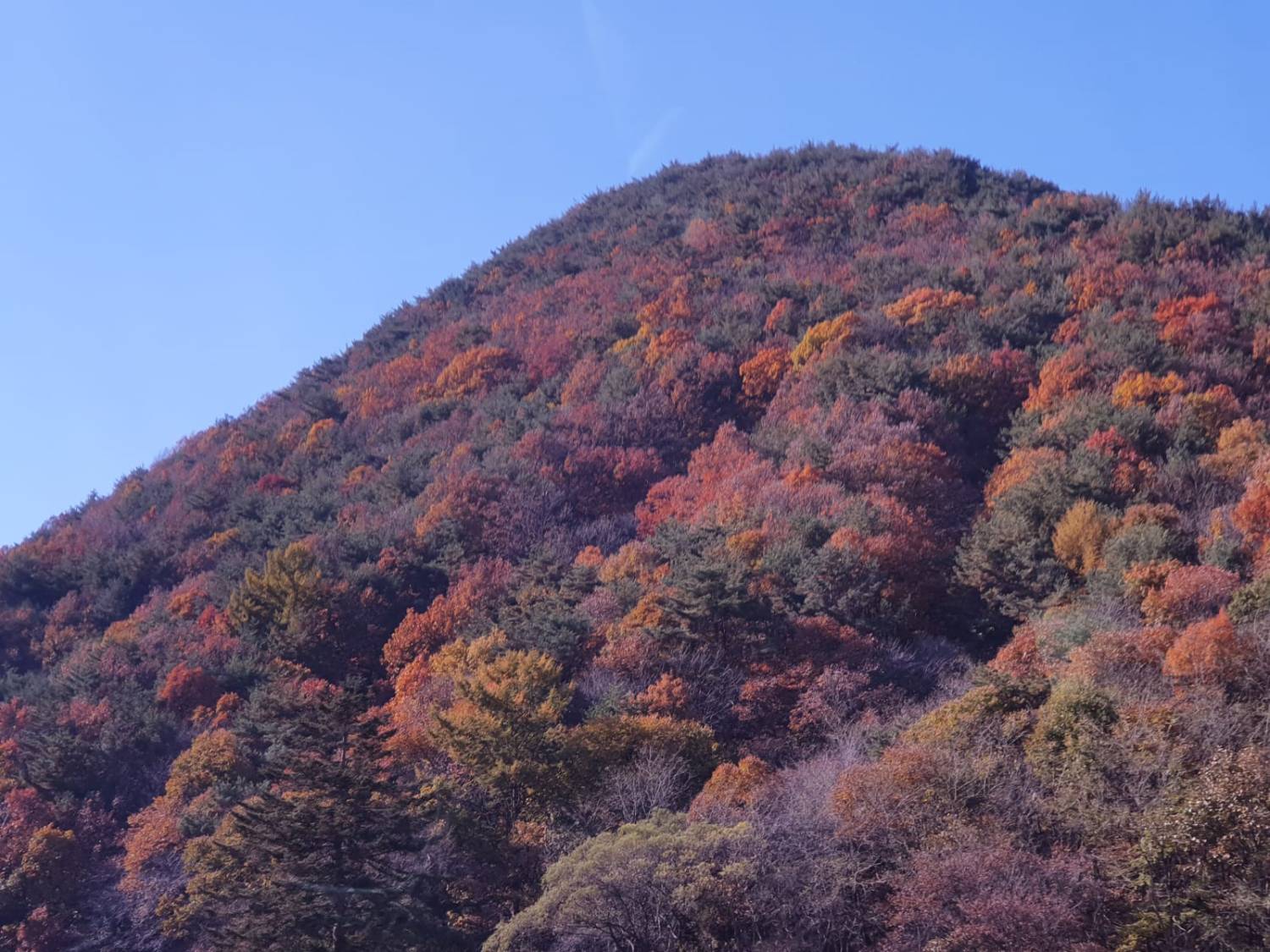 星程旅遊獨家優惠｜日本、韓國、泰國  - 活動門票/套票/一天團 (團號:MT-01) (10月&11月份) 追楓葉銀杏韓劇美景拍攝地健行 一天團 20