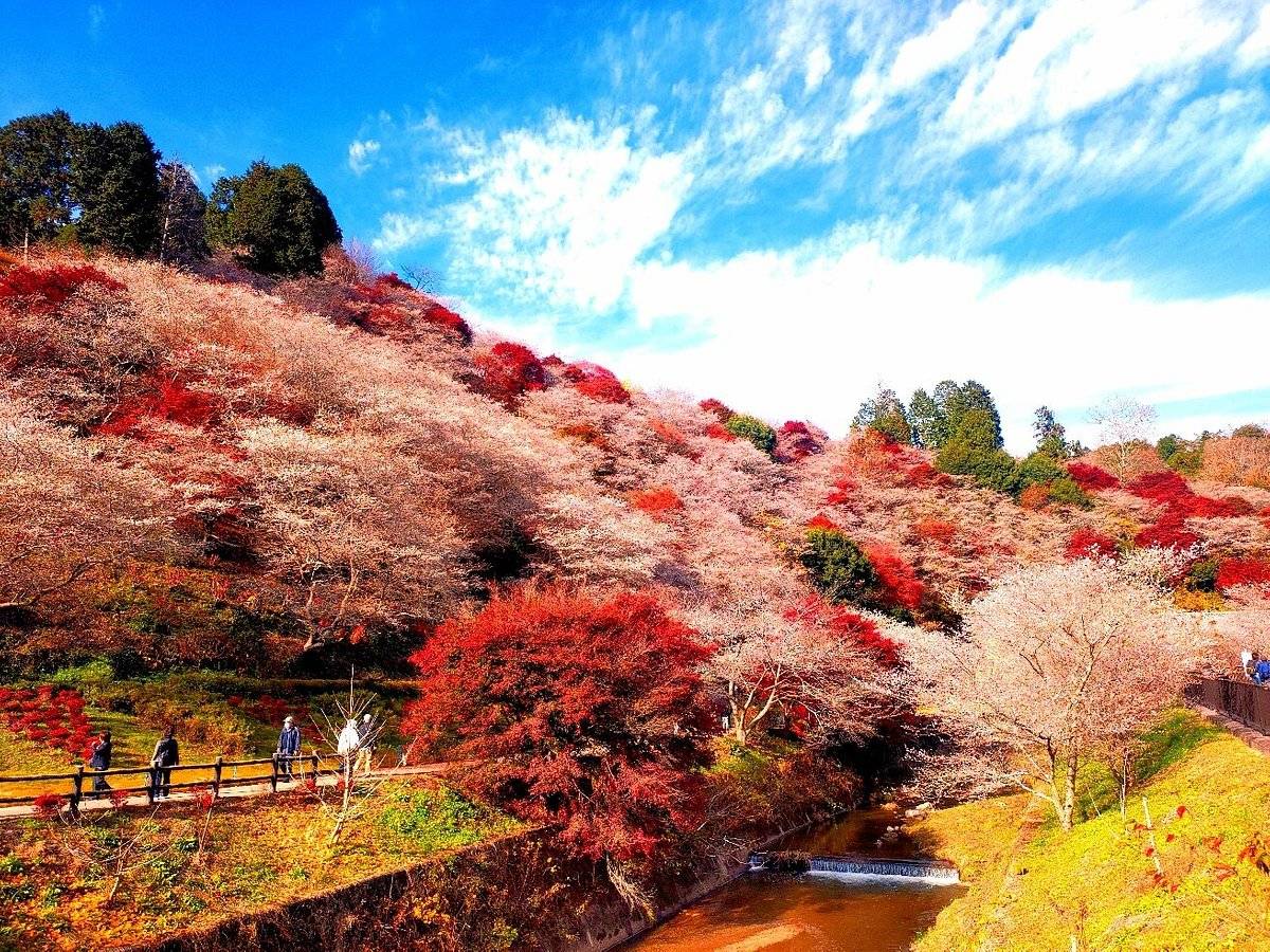 星程旅遊獨家優惠|日本、韓國、泰國 - 活動門票/套票/一天團 名古屋紅葉名所一天遊-(香嵐溪+小原四季櫻公園+犬山城下町)(KNK-01A) 2