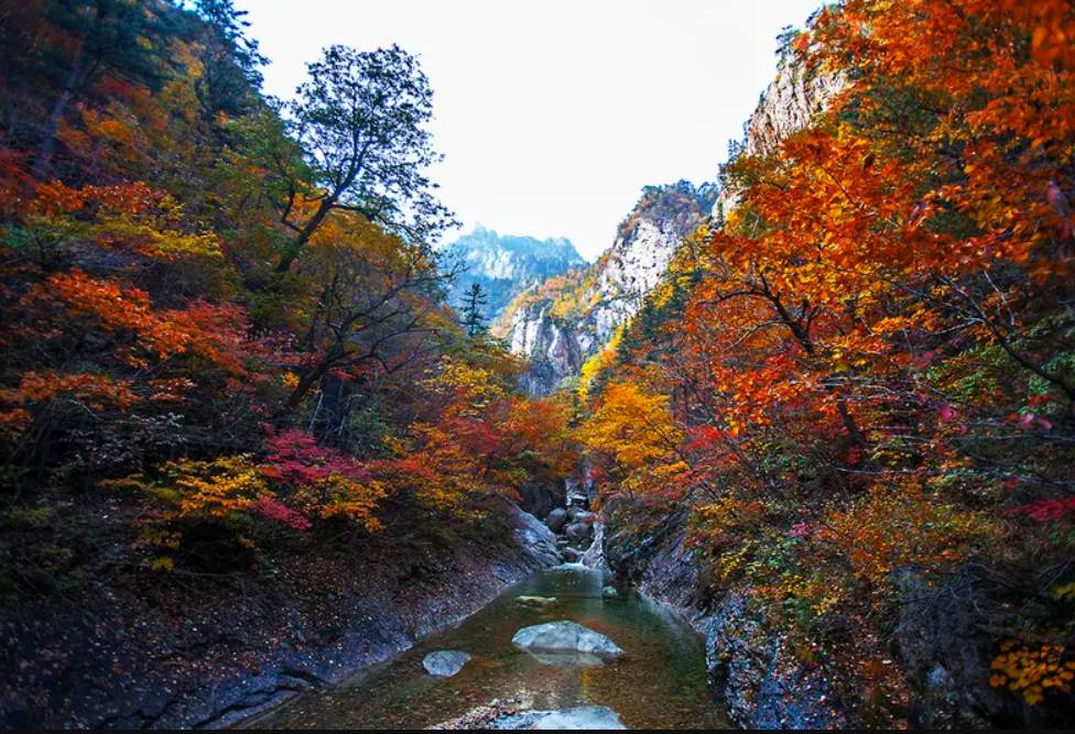 星程旅遊獨家優惠｜日本、韓國、泰國  - 活動門票/套票/一天團 (團號:SE-01) 最早賞楓紅葉勝地雪嶽山山頂 一天團 10