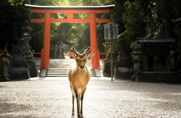 海日旅行社 【日本 一人成團系列】京都、奈良【東大寺、金閣寺、嵐山】1天團 5