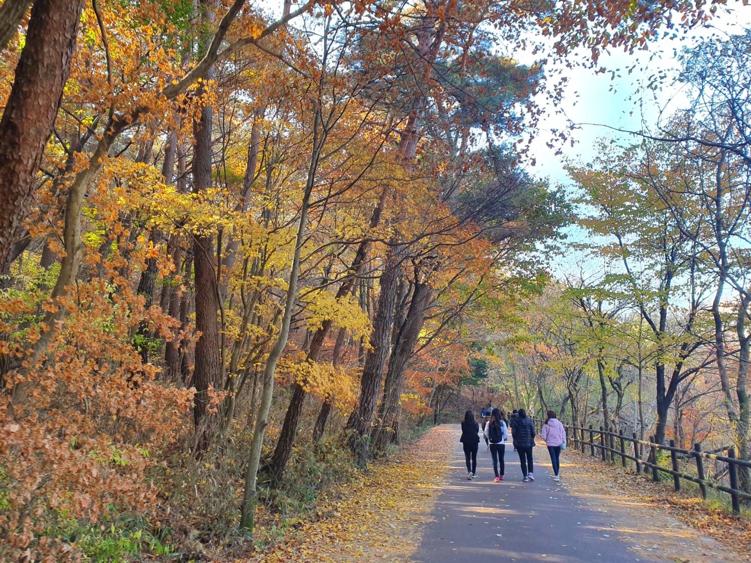 星程旅遊獨家優惠｜日本、韓國、泰國  - 活動門票/套票/一天團 (團號:MT-01) (10月&11月份) 追楓葉銀杏韓劇美景拍攝地健行 一天團 11