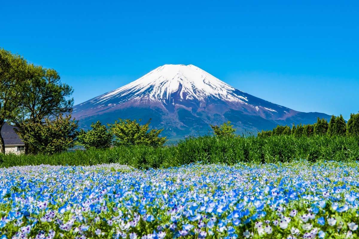 星程旅遊獨家優惠｜日本、韓國、泰國  - 活動門票/套票/一天團 山中湖時令季節花海 滿盛!!玩轉富士山 輕井澤夢幻美景 2天團【山中湖、果園任食、入住八岳森林小木屋】KTK-02H2 2