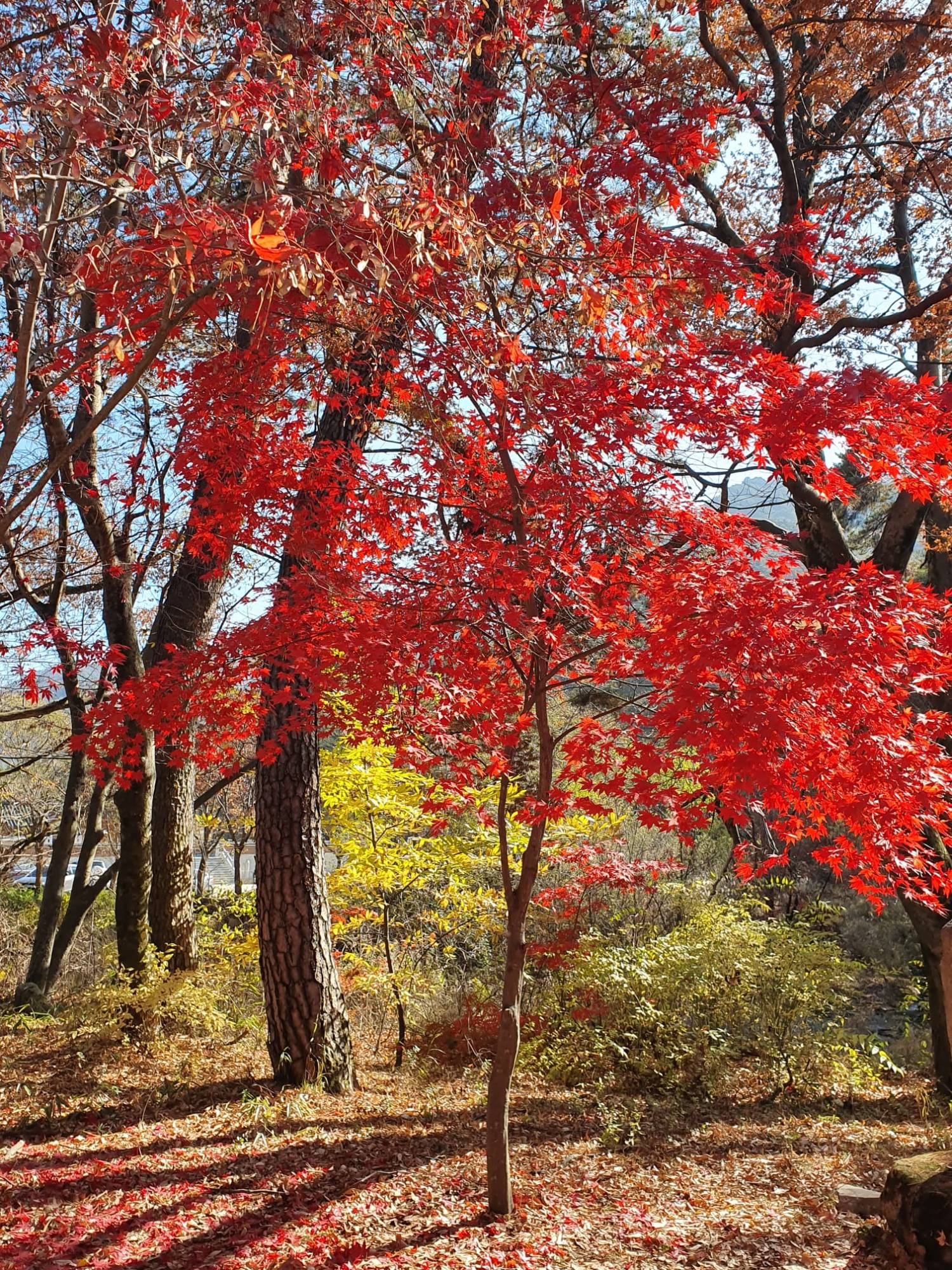 星程旅遊獨家優惠｜日本、韓國、泰國  - 活動門票/套票/一天團 (團號:MT-01) (10月&11月份) 追楓葉銀杏韓劇美景拍攝地健行 一天團 5