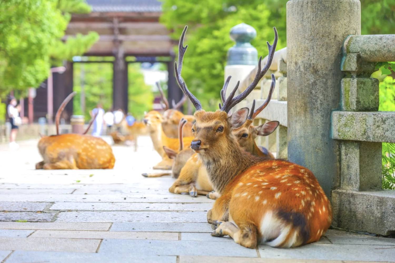 星程旅遊獨家優惠|日本、韓國、泰國 - 活動門票/套票/一天團 大阪奈良芒草名所一天團【奈良公園 ▎曽爾高原芒草 ▎青蓮寺湖観光村葡萄果園 】(KOS-01A) 5