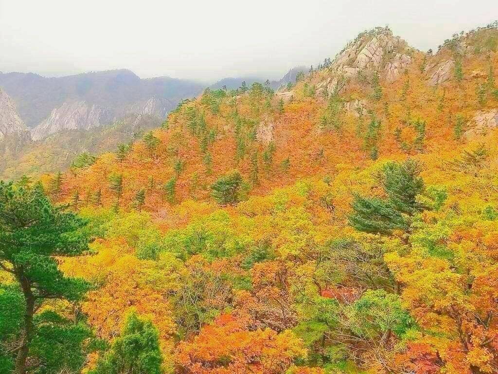 星程旅遊獨家優惠｜日本、韓國、泰國  - 活動門票/套票/一天團 (團號:SE-01) 最早賞楓紅葉勝地雪嶽山山頂 一天團 19