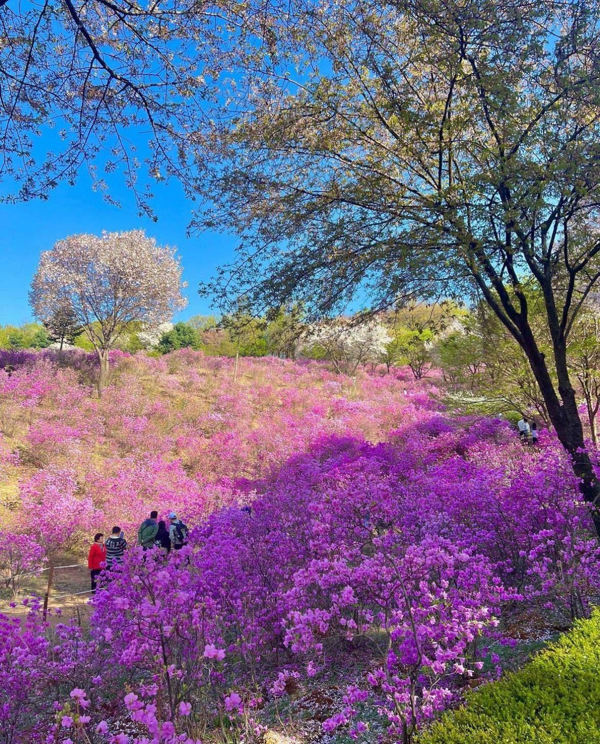 星程旅遊獨家優惠｜日本、韓國、泰國  - 活動門票/套票/一天團 (團號:DS-01)杜鵑花 + 櫻花 採草莓 富平地下街 任玩任影一天團 7