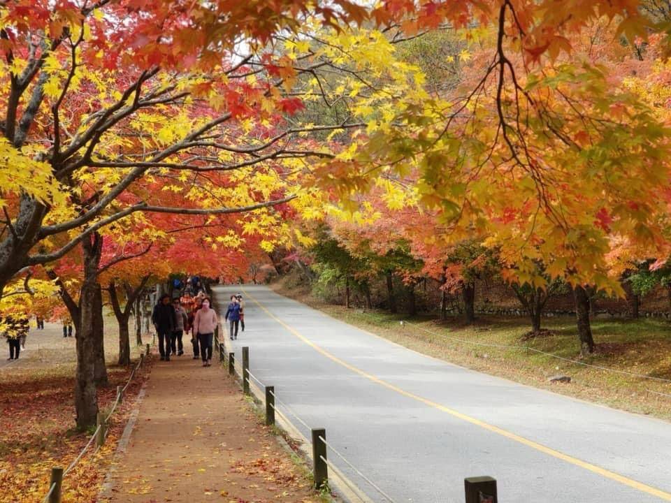 星程旅遊獨家優惠｜日本、韓國、泰國  - 活動門票/套票/一天團 (團號:NJ-01) (10月&11月份) 2024全新內藏山內藏寺紅葉慶典一天團 9