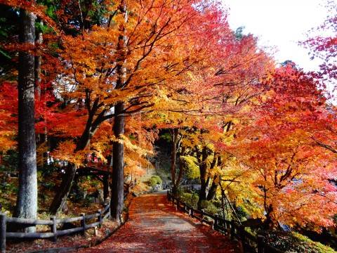 星程旅遊獨家優惠|日本、韓國、泰國 - 活動門票/套票/一天團 下呂紅葉名所一天遊(郡上八幡+犬山城下町)(KNK-01A) 3