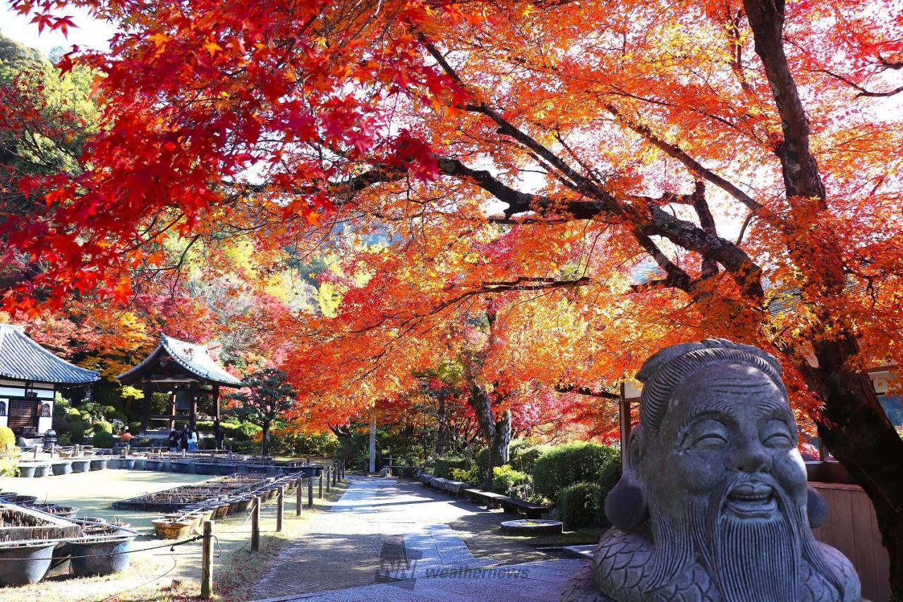 星程旅遊獨家優惠｜日本、韓國、泰國  - 活動門票/套票/一天團 宇治紅葉名所1天團-【 三室戸寺, 宇治抹茶街,平等院-表參道,紫式部雕像】 (KOU-01A) 大阪出發 4