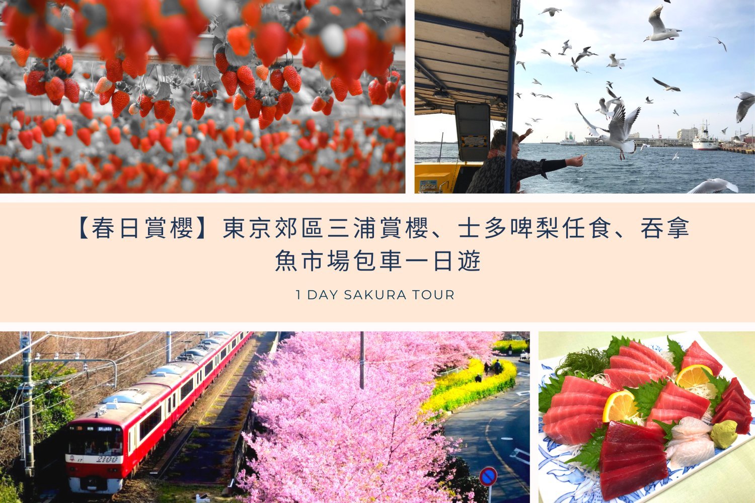 Young's Holidays 悠揚假期 【春日賞櫻】東京郊區三浦賞櫻、士多啤梨任食、吞拿魚市場包車一日遊 1