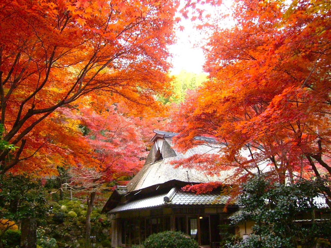 星程旅遊獨家優惠｜日本、韓國、泰國  - 活動門票/套票/一天團 大阪出發◆紅葉賞楓名所秘境◆琵琶湖一天遊【牧野町杉木道 ▎長濱市雞足寺 ▎近江八幡市 教林坊  】(KOB-01A) 2