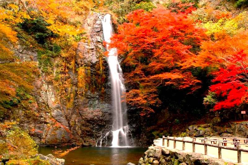 星程旅遊獨家優惠｜日本、韓國、泰國  - 活動門票/套票/一天團 大阪出發◆秋色紅葉之旅◆有馬一天遊【箕面紅葉公園 ▎勝尾寺ʊ可愛達摩 ▎瑞寶寺公園★賞楓名勝地  ▎寶塚大劇場前通】(KOA-01A) 2