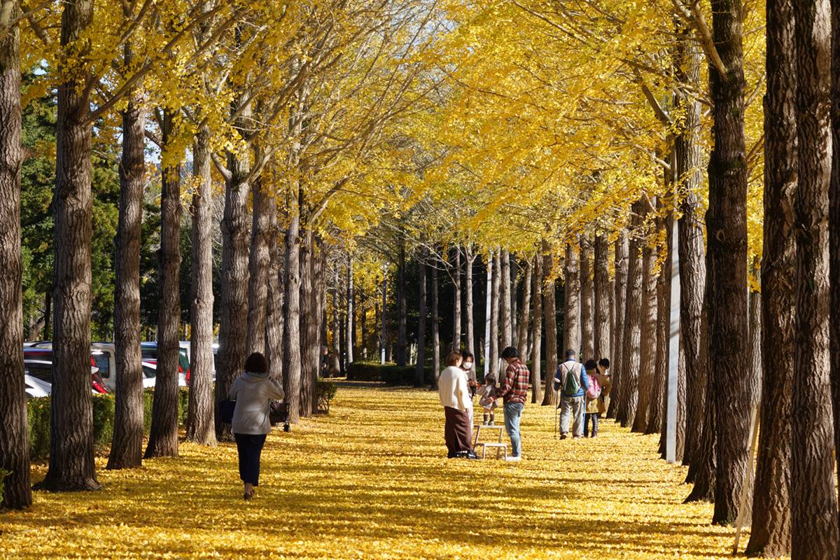星程旅遊獨家優惠|日本、韓國、泰國 - 活動門票/套票/一天團 東京大洗紅葉 2天團 (花貫渓谷、那珂湊魚市場、銀杏並木、日立車站、神龍吊橋、牛久大佛) KTK-02A 8