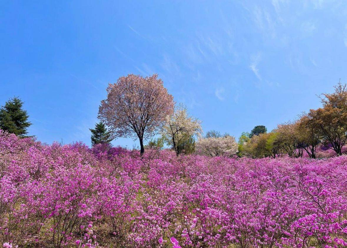 星程旅遊獨家優惠｜日本、韓國、泰國  - 活動門票/套票/一天團 (團號:DS-01)杜鵑花 + 櫻花 採草莓 富平地下街 任玩任影一天團 6