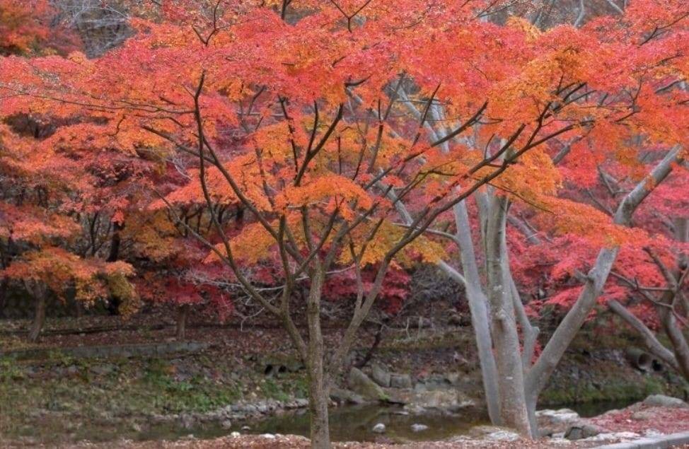 星程旅遊獨家優惠｜日本、韓國、泰國  - 活動門票/套票/一天團 (團號:GD-02)譚陽樹林, 光州普羅旺斯,楓葉公園, 賞楓葉二天團 11