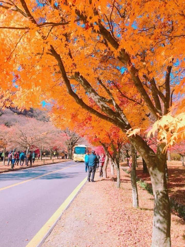 星程旅遊獨家優惠｜日本、韓國、泰國  - 活動門票/套票/一天團 (團號:NJ-01) (10月&11月份) 2024全新內藏山內藏寺紅葉慶典一天團 5