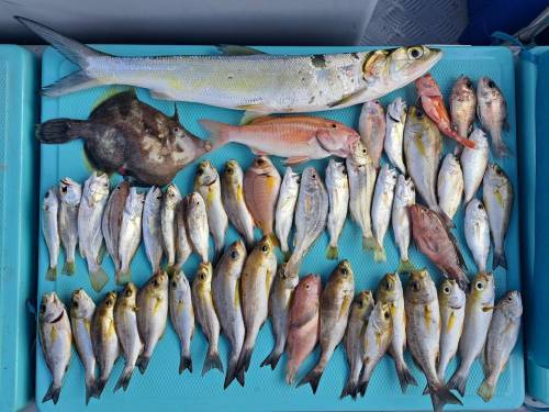 【4 人成团．将军澳出发】🛥️积仔记钓鱼乐🇭🇰港水钓鱼团🐟